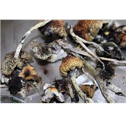 coloradoshrooms